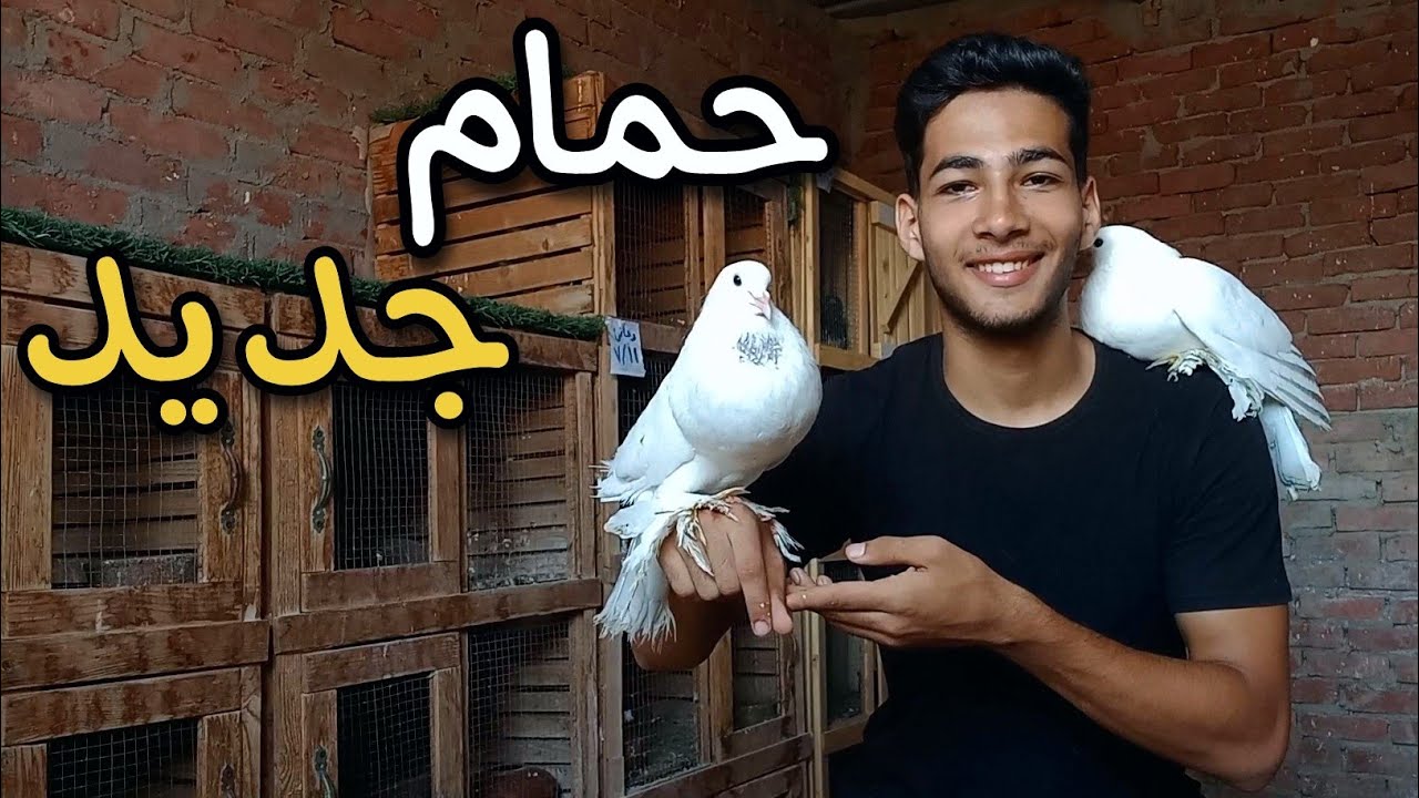 شوف جبت ايه 😯 اشتريت اجمل نوع حمام زينة - YouTube