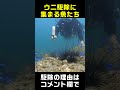 駆除したウニを食べに集まる魚たち
