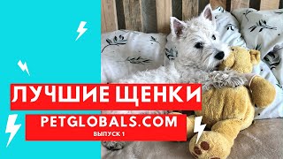 ЛУЧШИЕ щенки PetGlobals.com (выпуск №1)