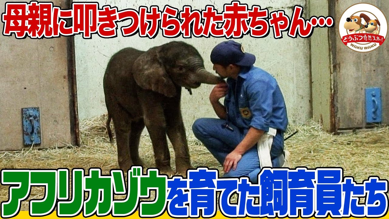 【完全版】日本初！アフリカゾウ人工哺育の記録  赤ちゃんを床に叩きつけた母親…飼育員たちが育児に奮闘 数々の試練を乗り越えた感動の絆【どうぶつ奇想天外／WAKUWAKU】
