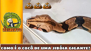 O que pode acontecer se alguém olhar para Cobra Grande?