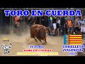 Godelleta v 2024  u4k iv feria toro en cuerda comunidad valenciana