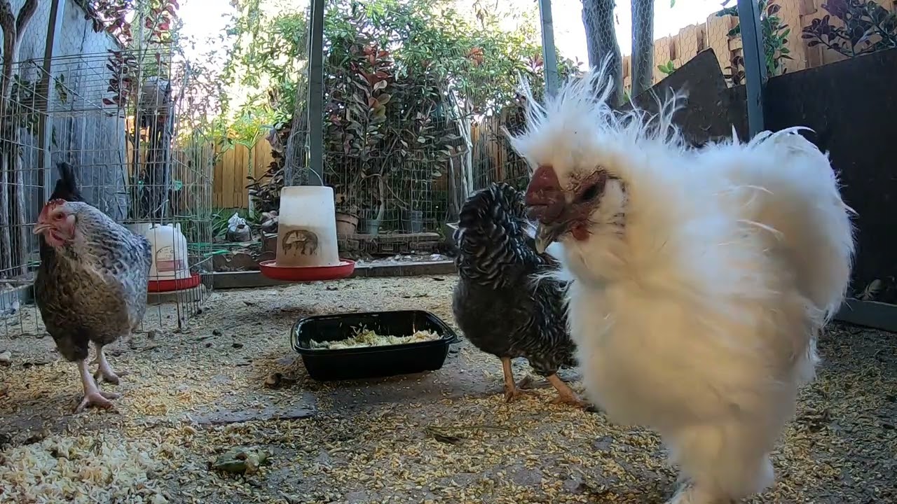 Backyard Chickens Relaxing Chicken Coop Video Sounds Noises Hens Clucking Roosters Crowing!
