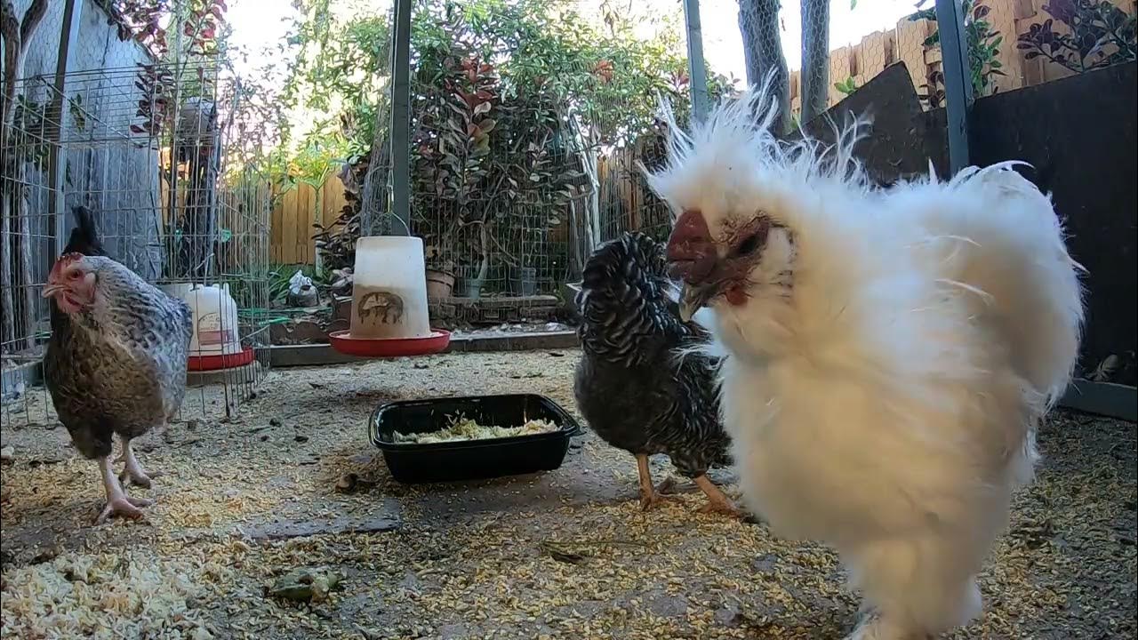 Backyard Chickens Relaxing Chicken Coop Video Sounds Noises Hens