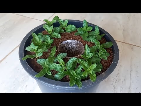 زراعة بذور النعناع