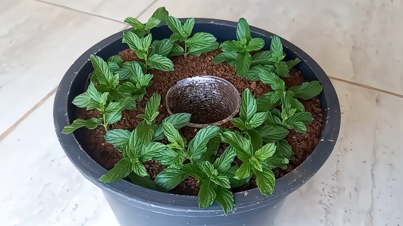 زراعة بذور النعناع