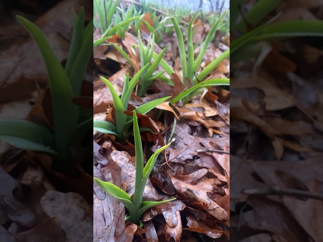 ASMR Early Spring Rain 🌷☔️ #asmr #asmrsleep #relaxing #asmrrelaxing #asmrnaturesounds #asmrnature