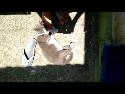 biteable Tuxedo cat rubbing and biting my foot