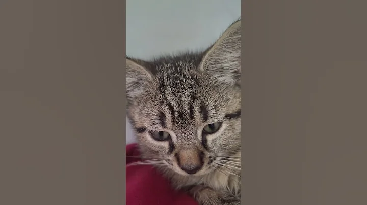 Video 9569731: abyssinian cat cutecat, abyssinian kitten cutecat, abyssinian kitten catlover, cat pets abyssinian