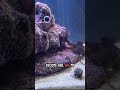 Check out our new baby rescue octopus eat for the first time!