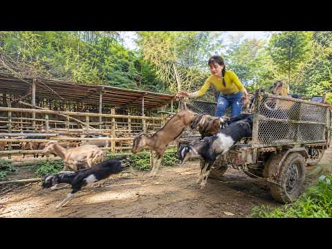 Buying Many Goats & Building a Big Bamboo Pen to Raise Them | شراء ماعز وبناء حظيرة