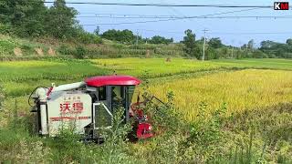 Rural Life Rice Harvesting Season Part 2