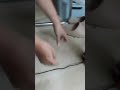 Bụt nâng hạ lưng đầu bằng điện, điều khiển bằng remote rẻ nhất TPHCM hiện nay