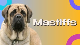 5 Quick Facts About Mastiffs!