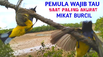 CARA MIKAT BURUNG KECIL | WAKTU PALING AKURAT MIKAT BURUNG KECIL