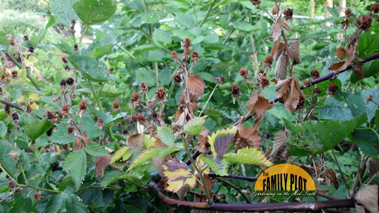 Q&A – Why do my blueberry, blackberry, and gaura leaves look burned?