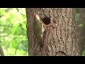 Natuurfilm: Holenbroeders van de Veluwe