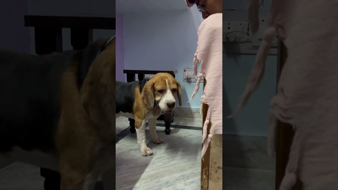 Bigo crying for his ball 