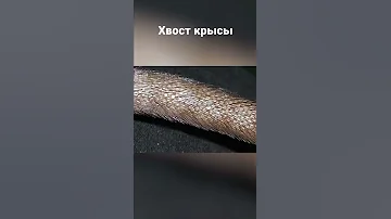 Жуткое явление - крысиный король