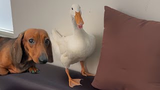 Mini dachshund and duck become best friends