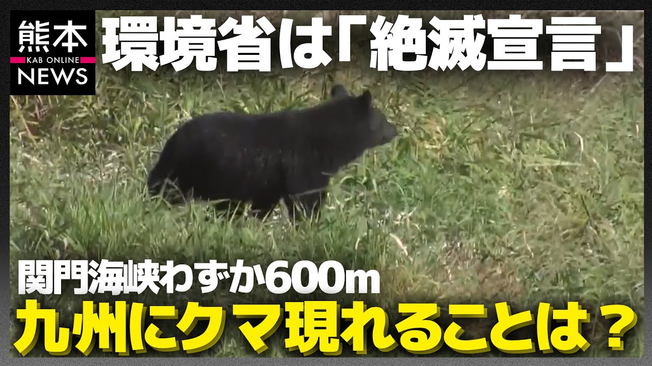 九州 に 熊 はい ます か