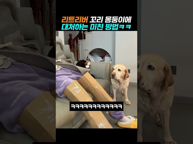 리트리버 꼬리콥터 타격감 실화임? #골든리트리버