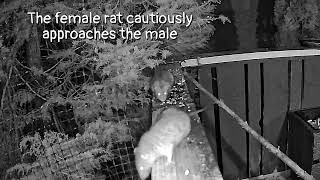 Rare Wild Rat Communication Caught on Camera (Incredible Footage!)