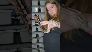 Worlds first Black Pastel Fire VPI Axanthic Ball python #reptiles #ballpython #snake