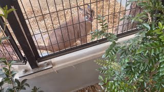 幼児と威嚇合戦をする猫  カラカル