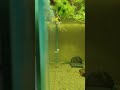 Peaceful Aquarium Moments 🌿 | Platy Fish Free Swim 5 Minutes #growth #trending #fishlover #aquarium