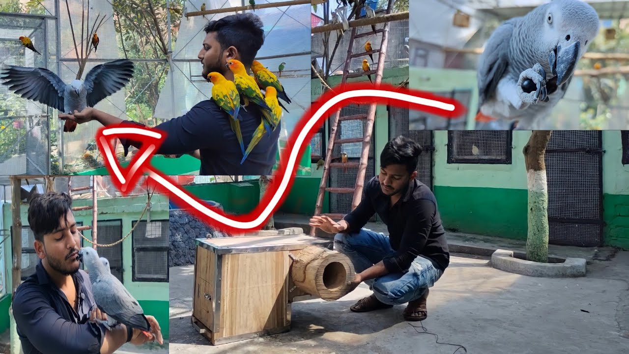 Eclectus Parrot ko New Breeding Box De Diya || Grapes Dekar Gray Parrot Ko Full Tamed Kar diya.