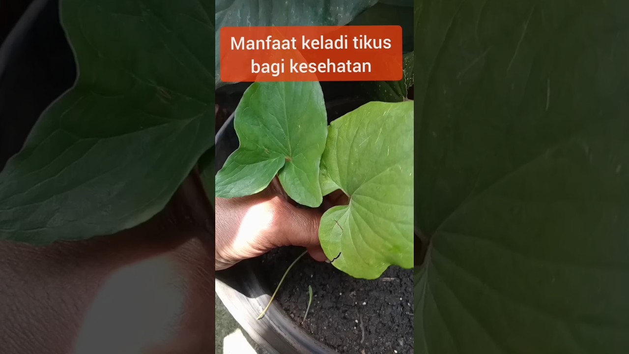 tanaman keladi tikus