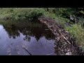 3 BEAVER DAMS REMOVED IN A DAY!!