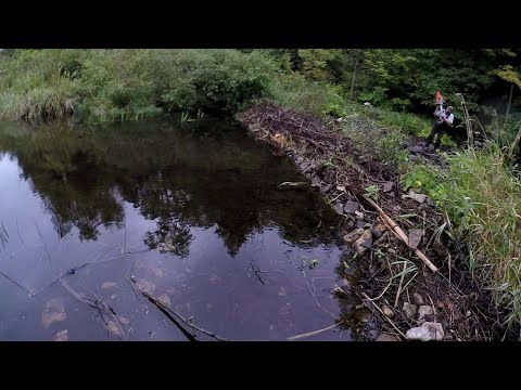 3-beaver-dams-removed-in-a-day!!