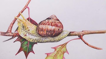 Drawing a Snail with Color pencils | Shelled Gastropod drawing | Color pencil mixing | Garden Snail