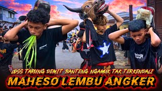 Horor Banteng Tarungmaheso Lembu Angker Ngamuk Tak Terkendali Obrak Abrik Penonton  