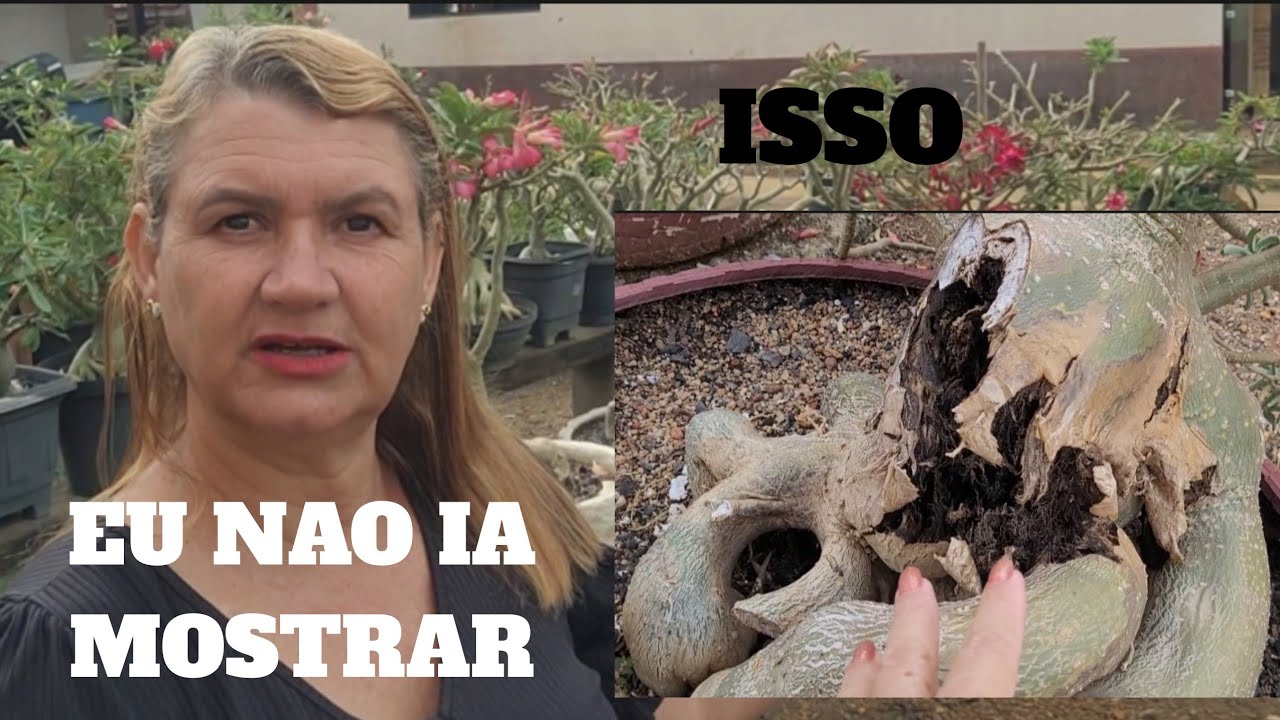 NUNCA pensei que um dia eu ia mostrar isso, com as Rosas 🌹 do Deserto!