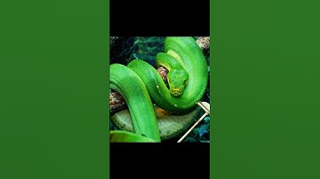 This Snake Can Disappear Into Trees?! 🐍🌿 | Green Tree Python