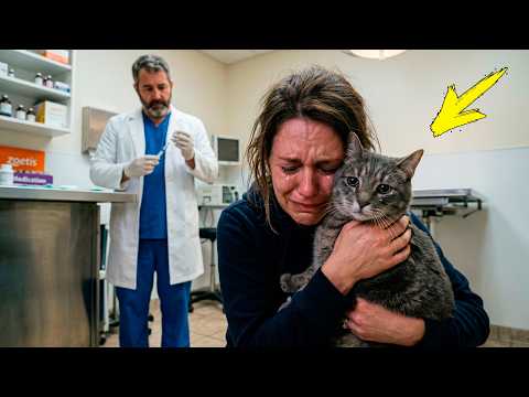 Кот обнимает хозяйку перед эвтаназией, но ветеринар замечает что-то странное…