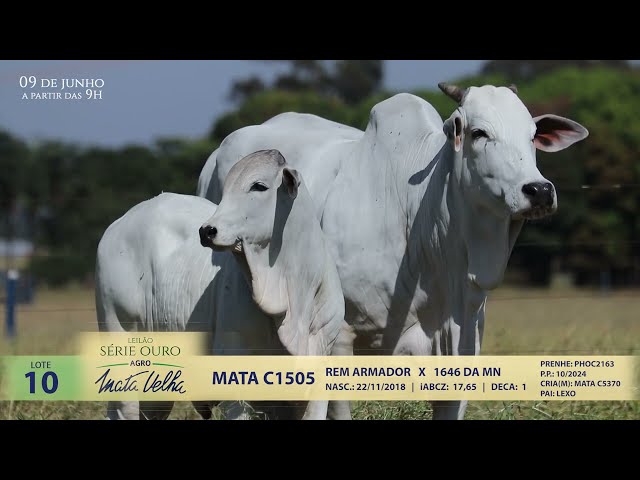 LOTE 10   MATA C1505