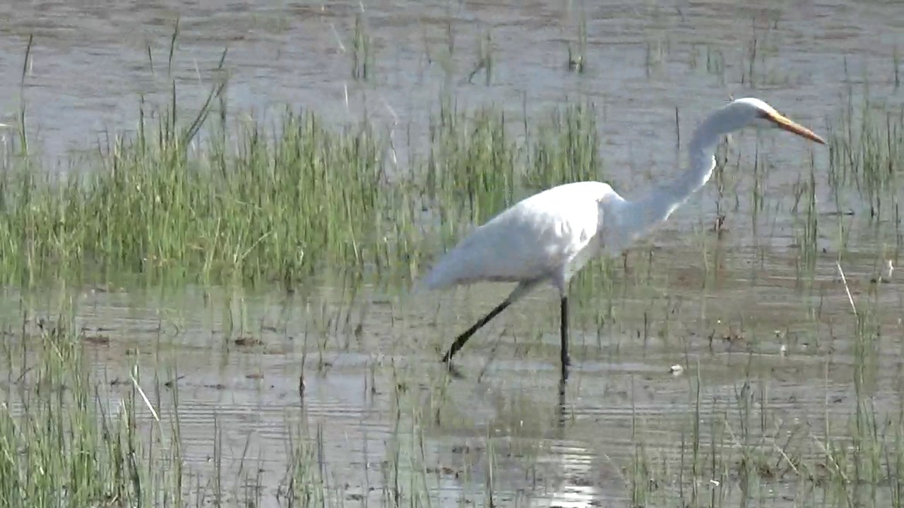fishing of Great egret (Ardea alba) or common egret or large egret or great heron मोठा बगळा.