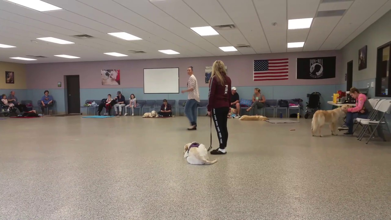 4 paws ability dog training YouTube