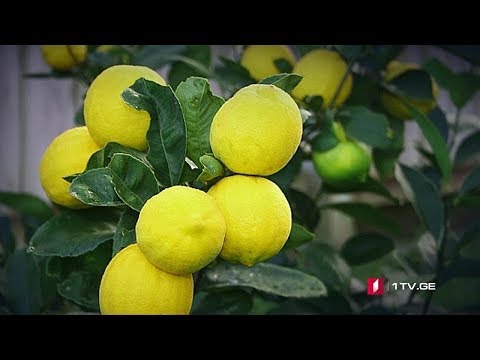 ნარინჯისფერი რთველი და ფერმერთა პრობლემები