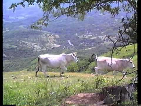 camera iphone 8 plus apk Las Pilas Gro. 1990 Part 4