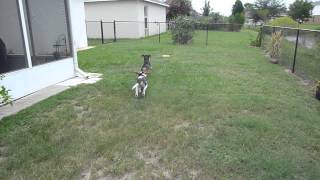 Beagle Pups Bentley & Caleb Chase Frisbee