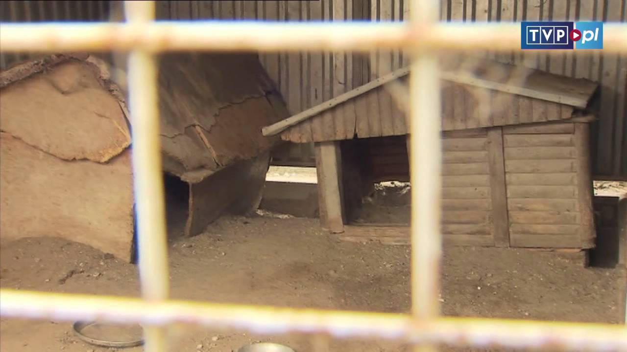 Reporter Polski - Fabryka psów