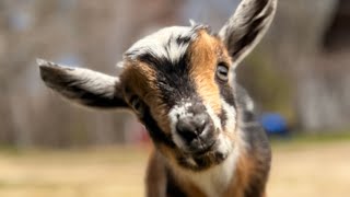 22 goat kids & a sunny Maine day! 