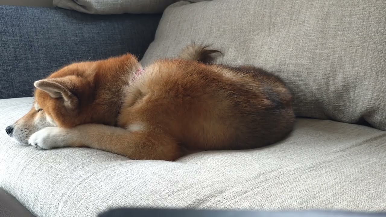 【柴犬】日曜日のお昼寝/Cute Japanese Shiba Inu