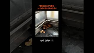 엘리베이터가 멈췄다, 그 안엔 아무도 없어야 했다#유기견구조 #감동실화 #동물구조 #강아지이야기 #따뜻한이야기