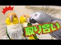 喧嘩するほど仲がいいシロハラインコのカップルw